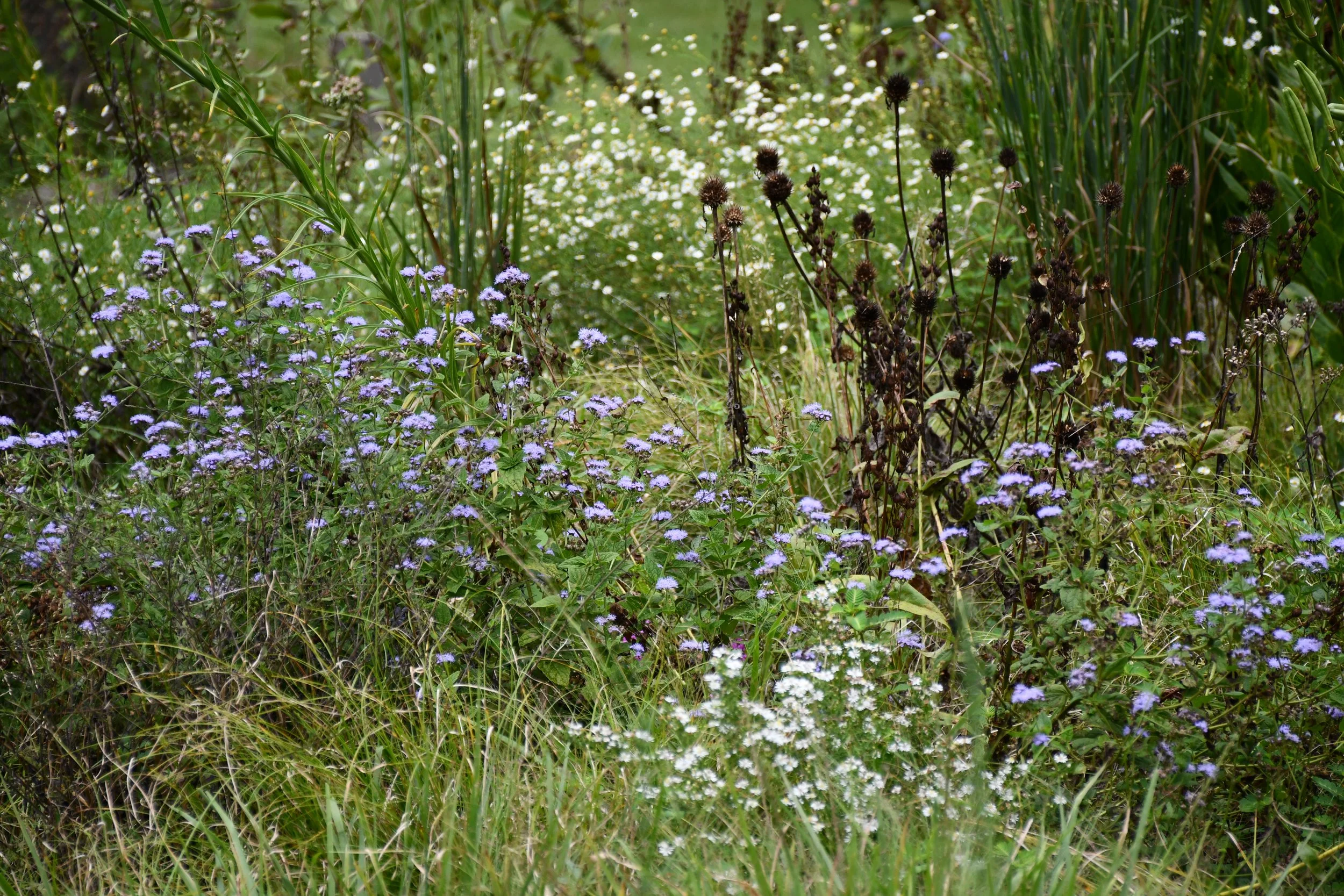 Holes in Plantings