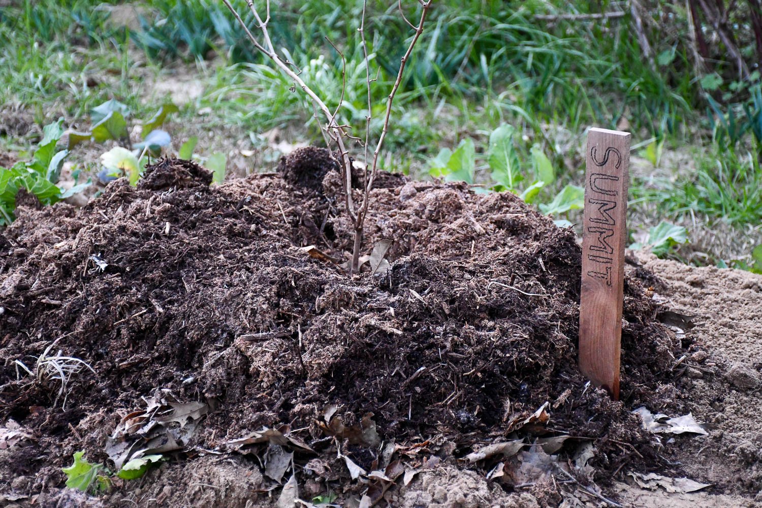 The Case for Bare-Root Plants