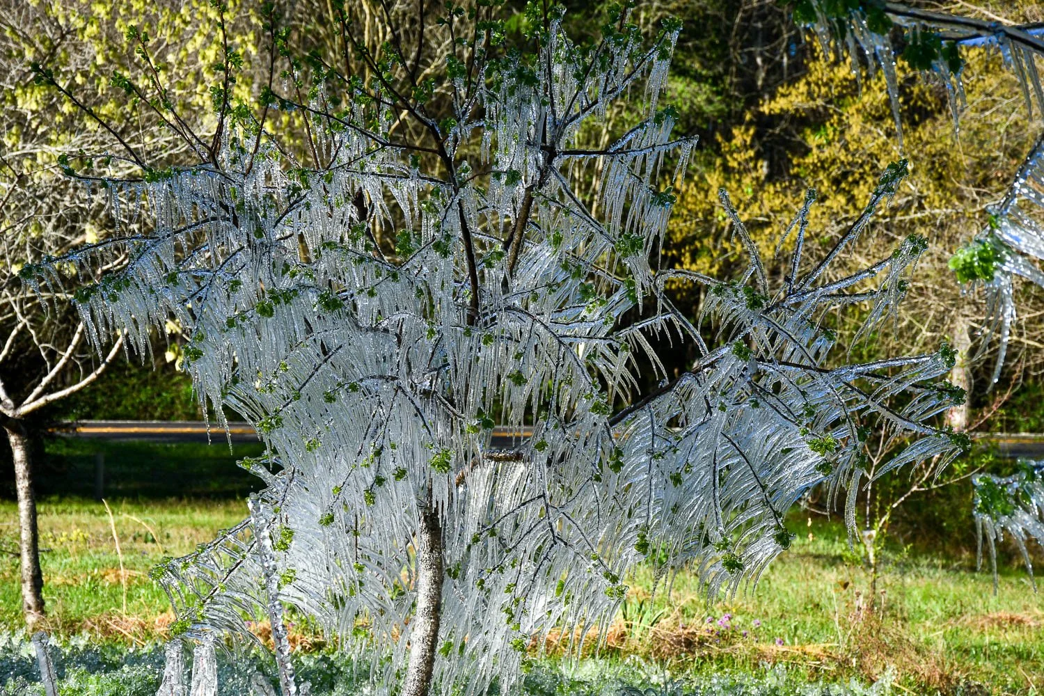 Protecting the Garden from a Freeze