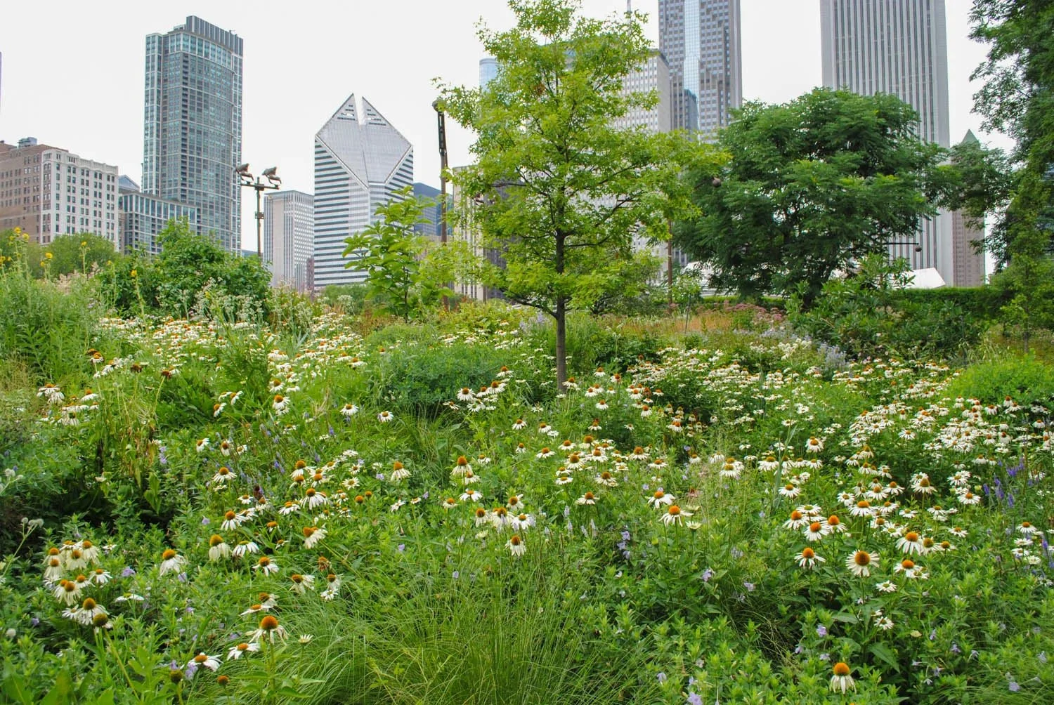 How Nature Places Woodies and What It Teaches Us About Design