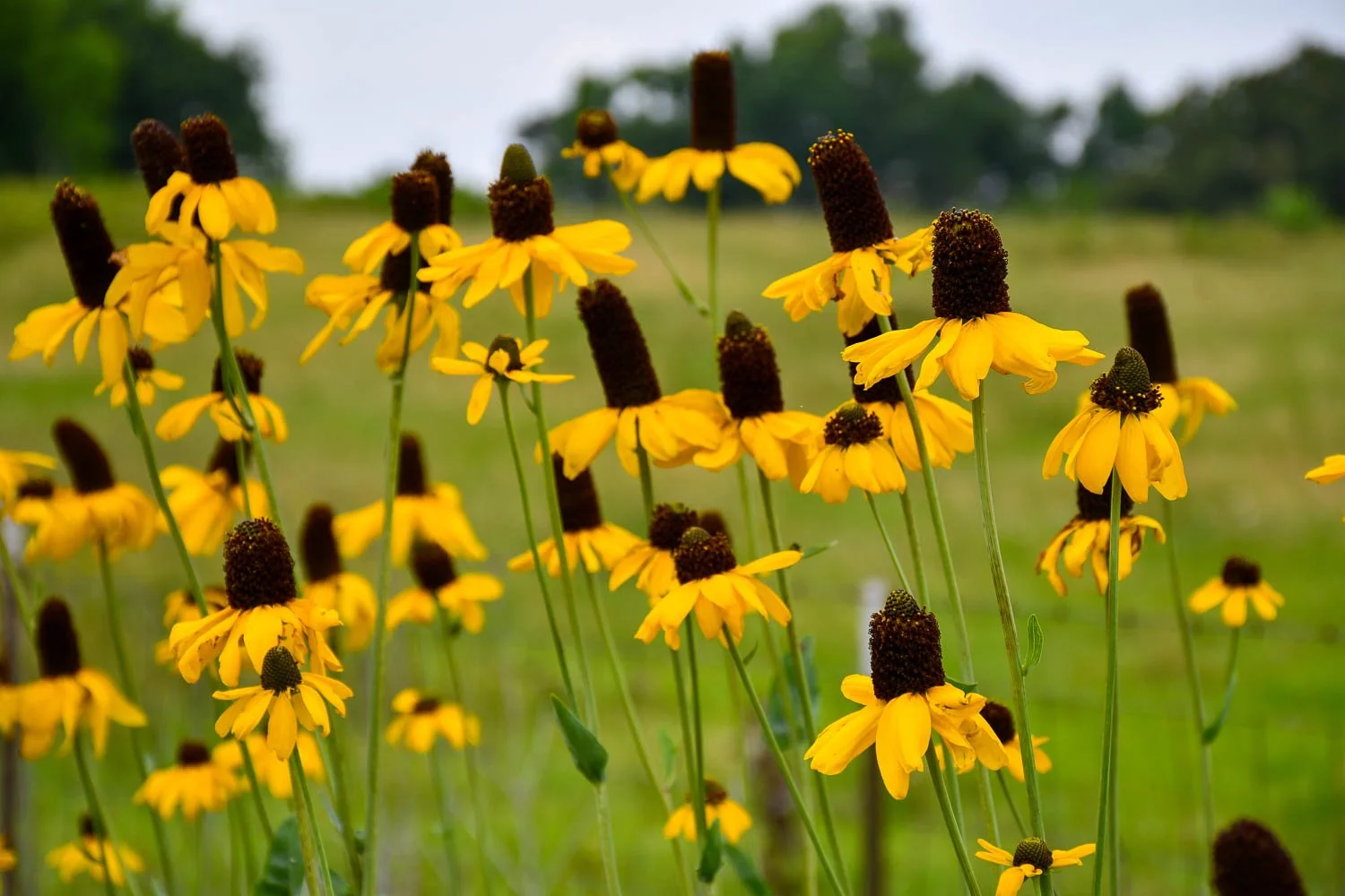 Rudbeckia maxima | giant coneflower