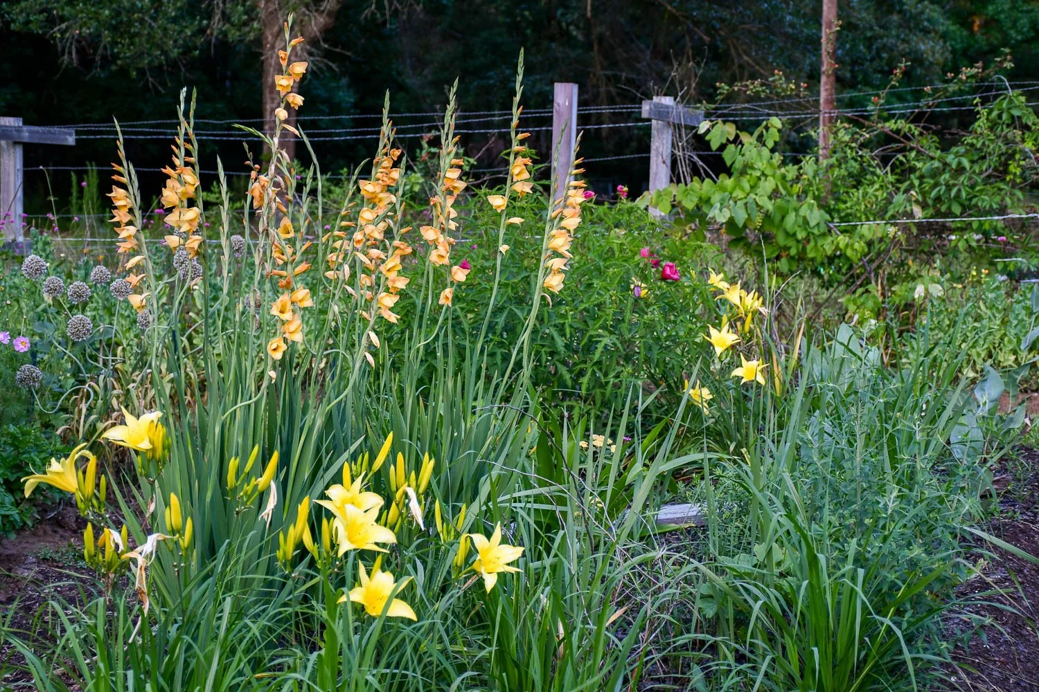 The Trial Beds