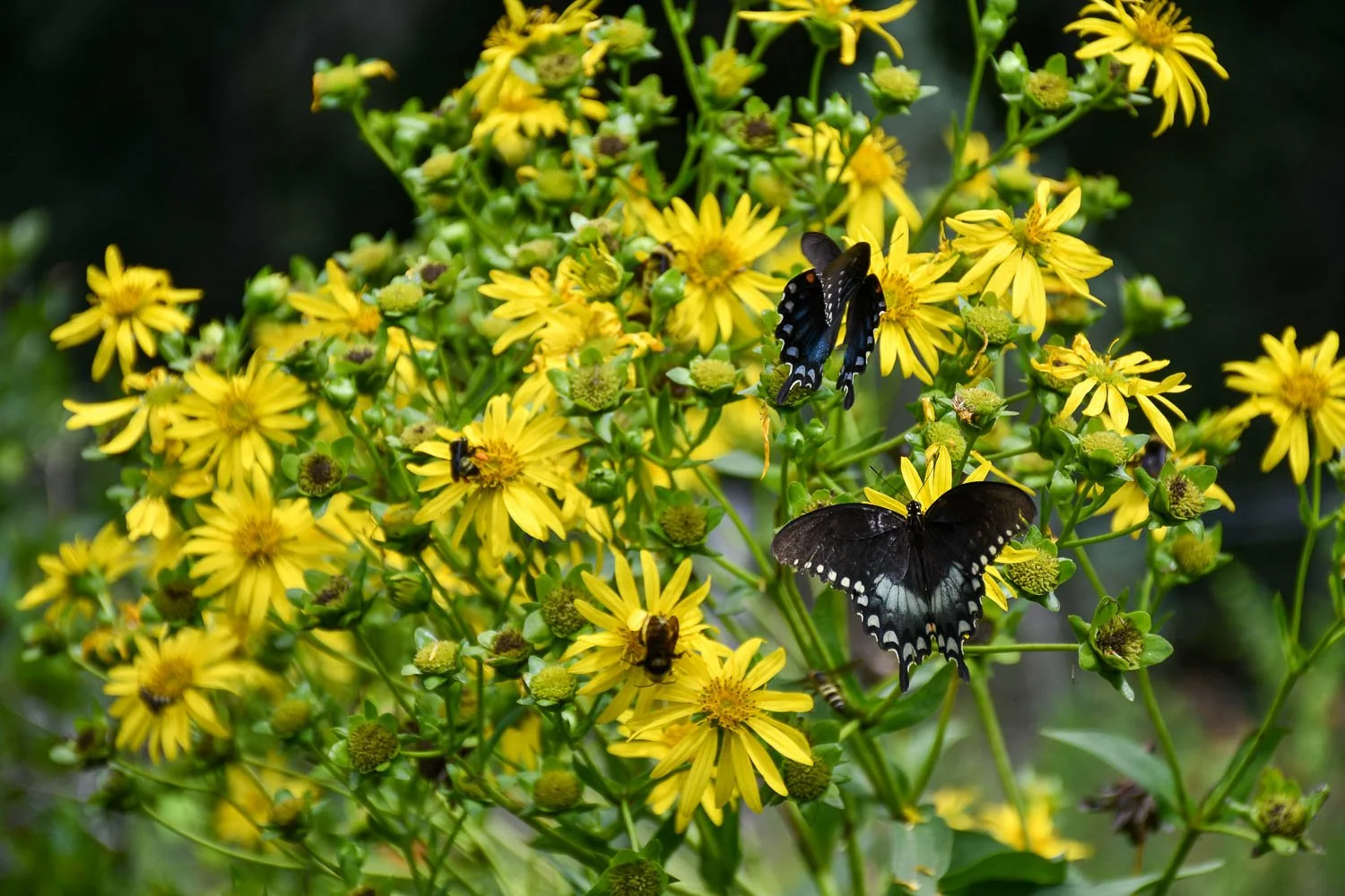 Silphium perfoliatum | cup plant