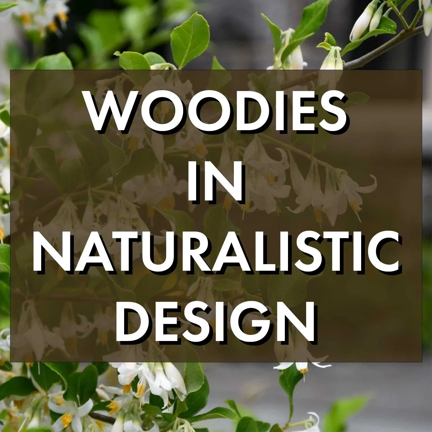 Woodies in Naturalistic Planting