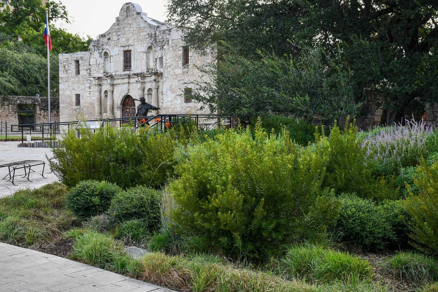 Remember the Alamo Plantings