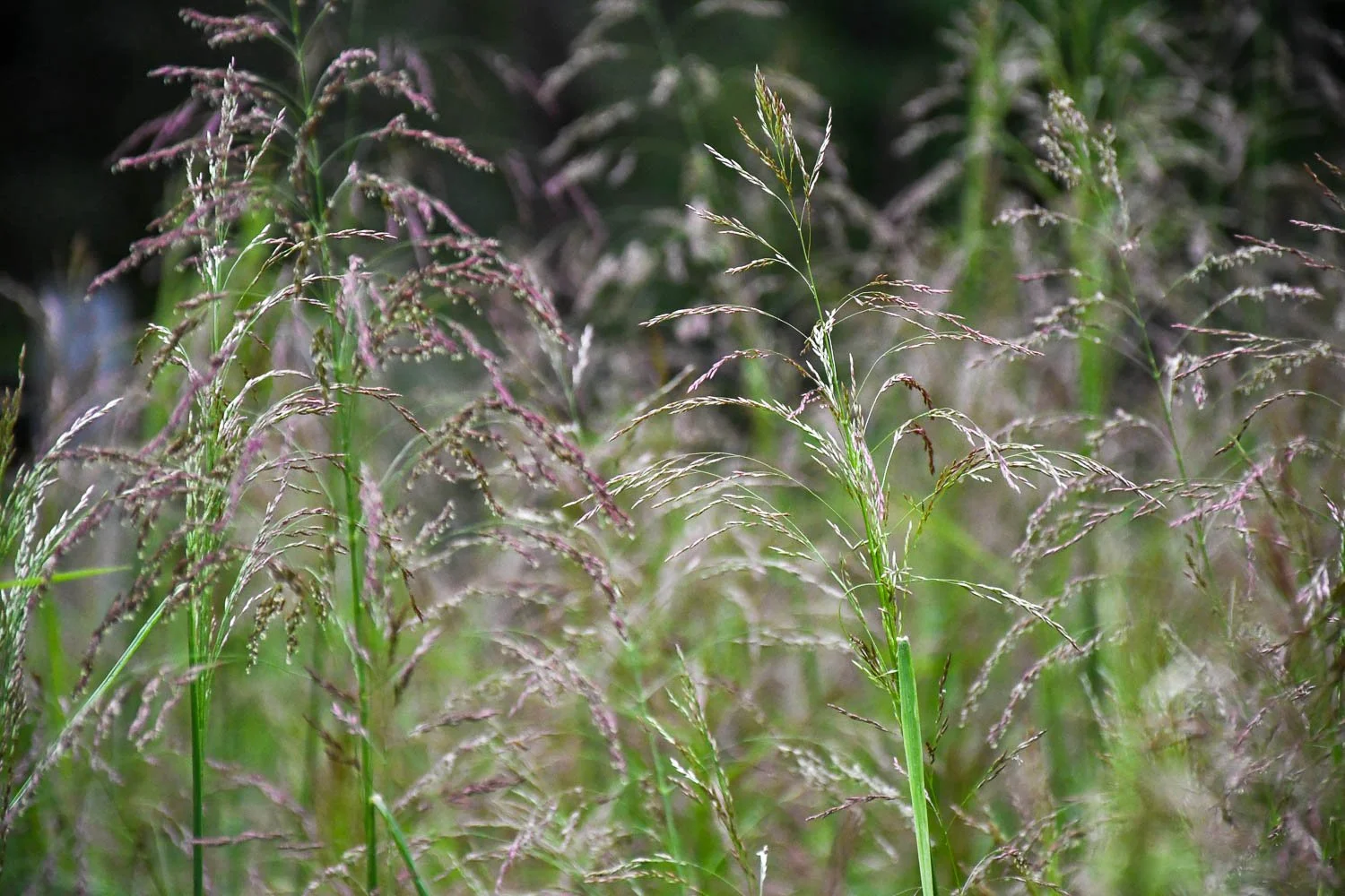 Tridens flavus | purpletop