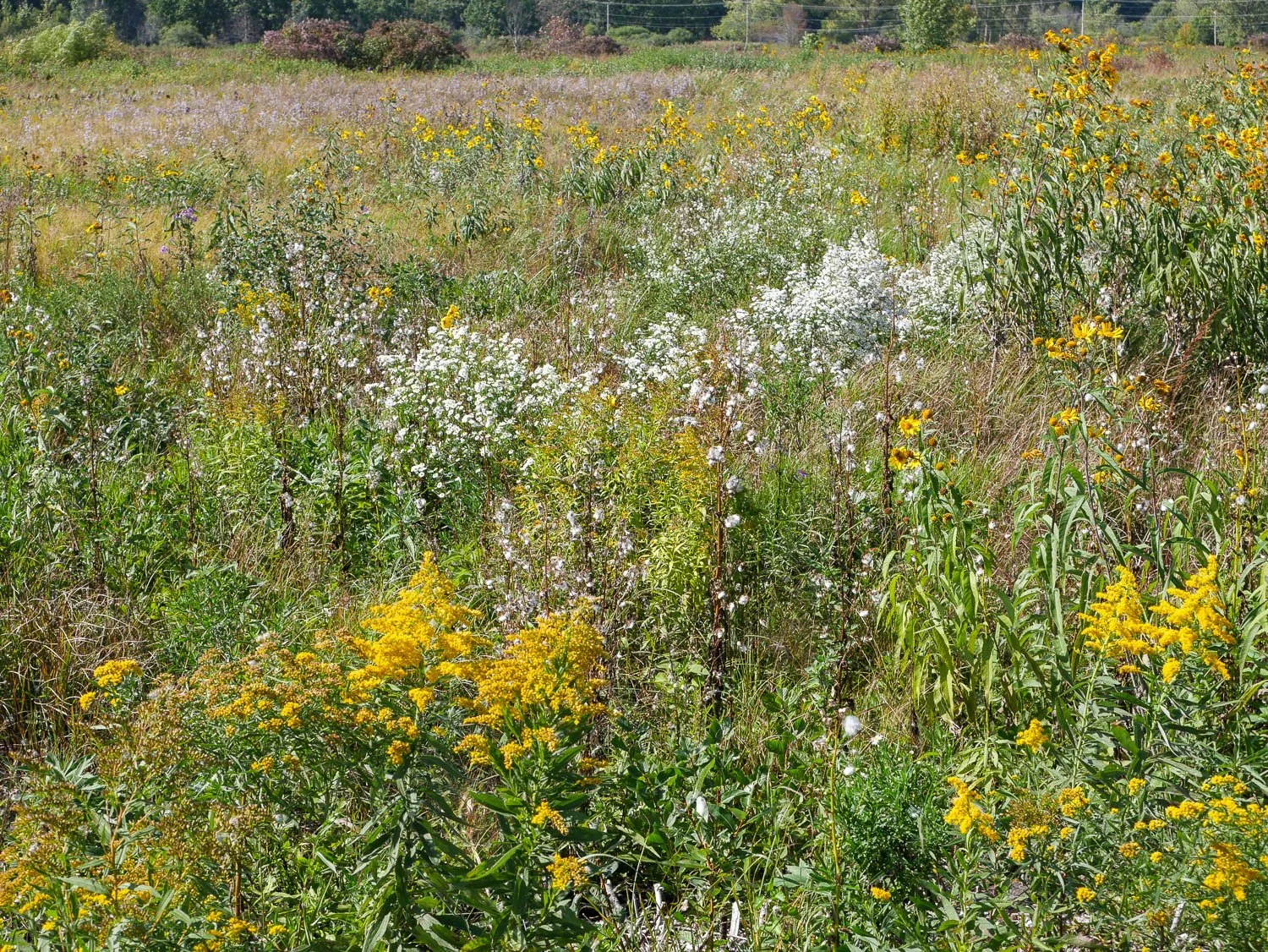 Visiting Chiwaukee Prairie