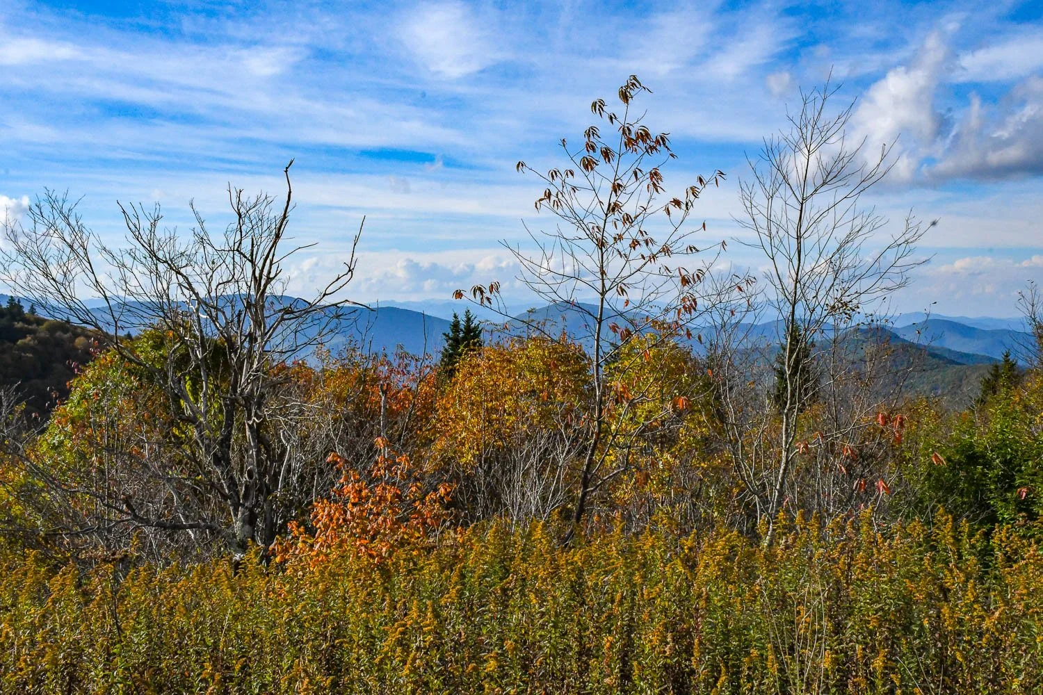 Autumn on Sam Knob Trail