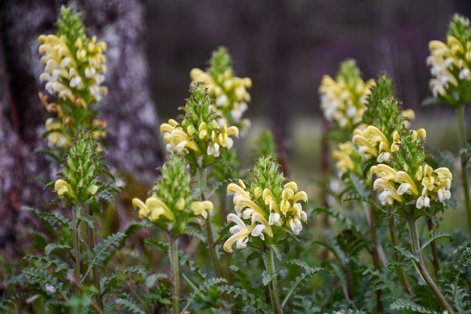 The Peculiar Pedicularis