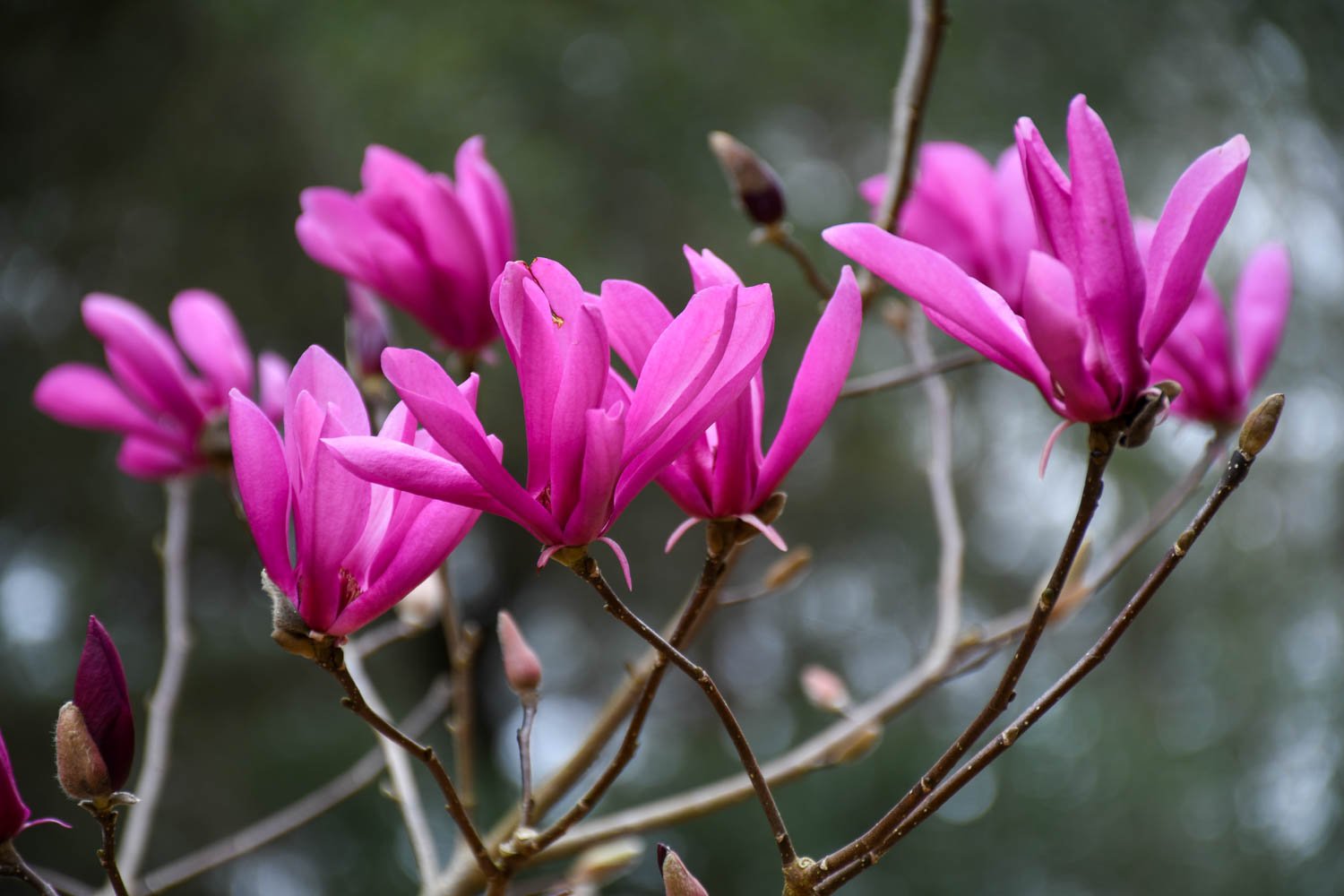 Magnolia 'Susan', Just One of the Girls
