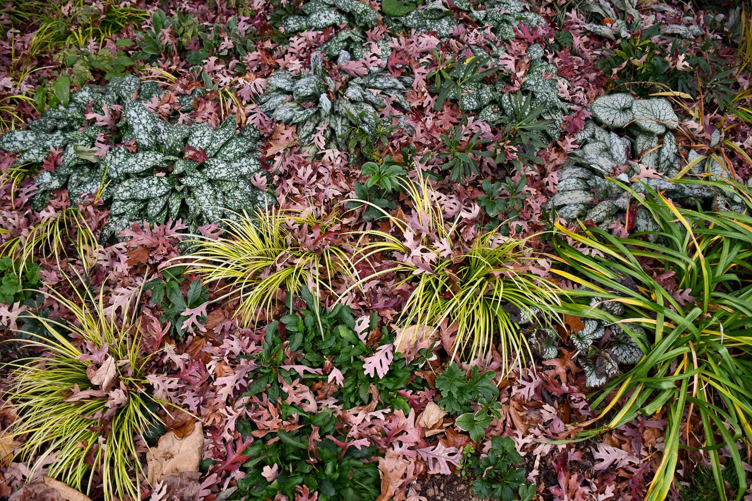 Interesting Plant: Red Stick Dogwood (Cornus alba 'Sibirica') – A  Gardener's Notebook