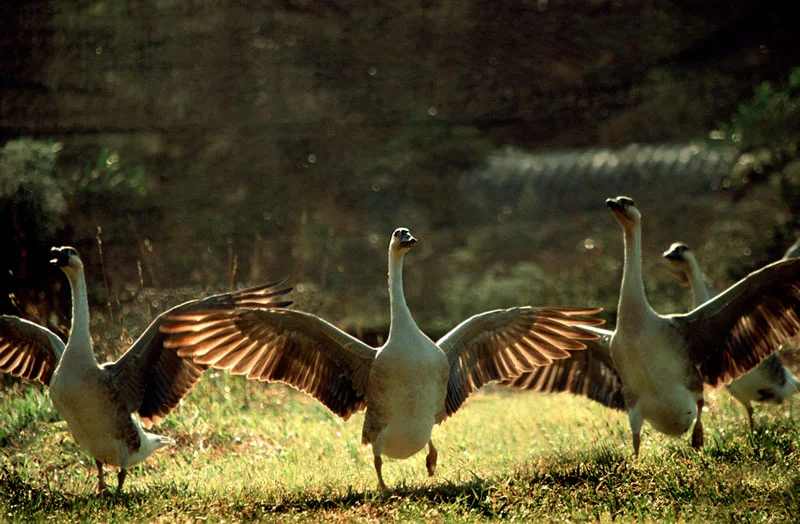 Chinese Geese Running Drummond Winery Sth Gippsland