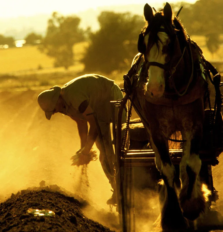 Traditional Asparagus Harvesting