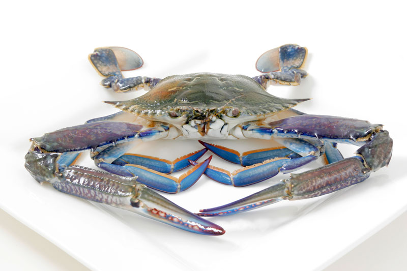 Blue Swimmer Crab