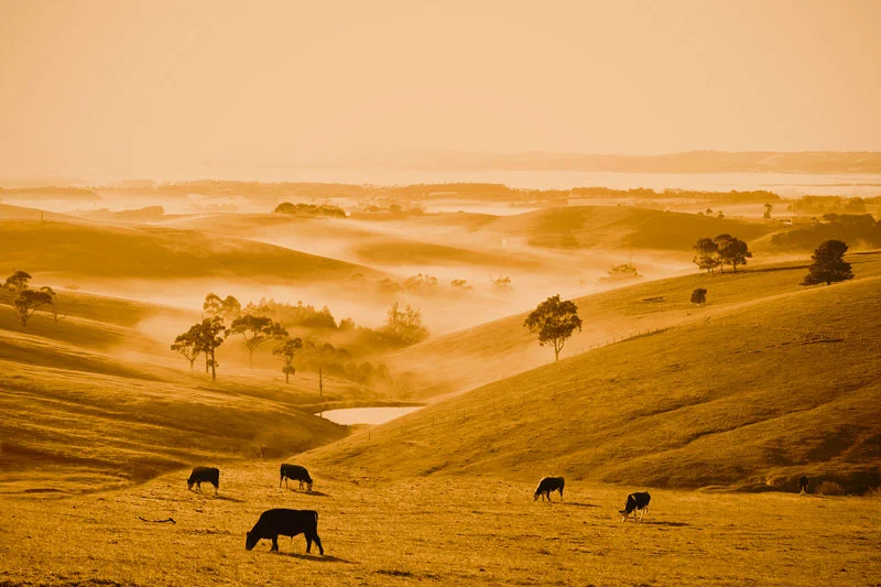 8087 Sepia Foggy Morning Sth Gippsland .jpg