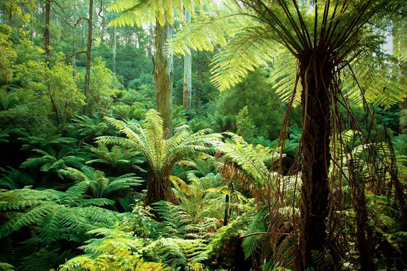 Tarra-Bulga National Park