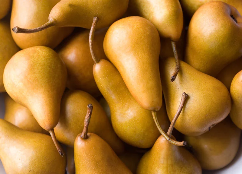 Buerre Bosc Pears Harvested