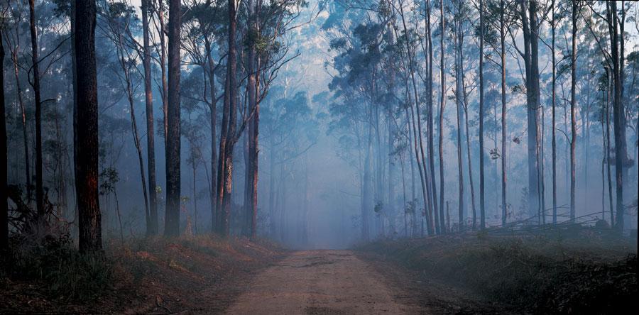 AUSTRALIAN-BUSH-FOG.jpg