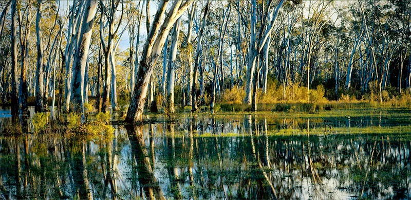 Gum Trees Grampian National Park Victoria