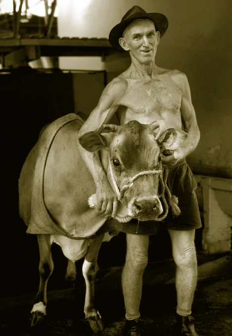 Prize Winning Dairy CowRoyal Easter BWw.jpg