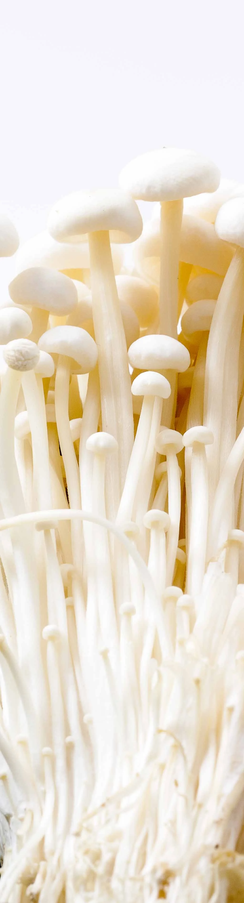 Enokitake Mushrooms Vertical W.JPG