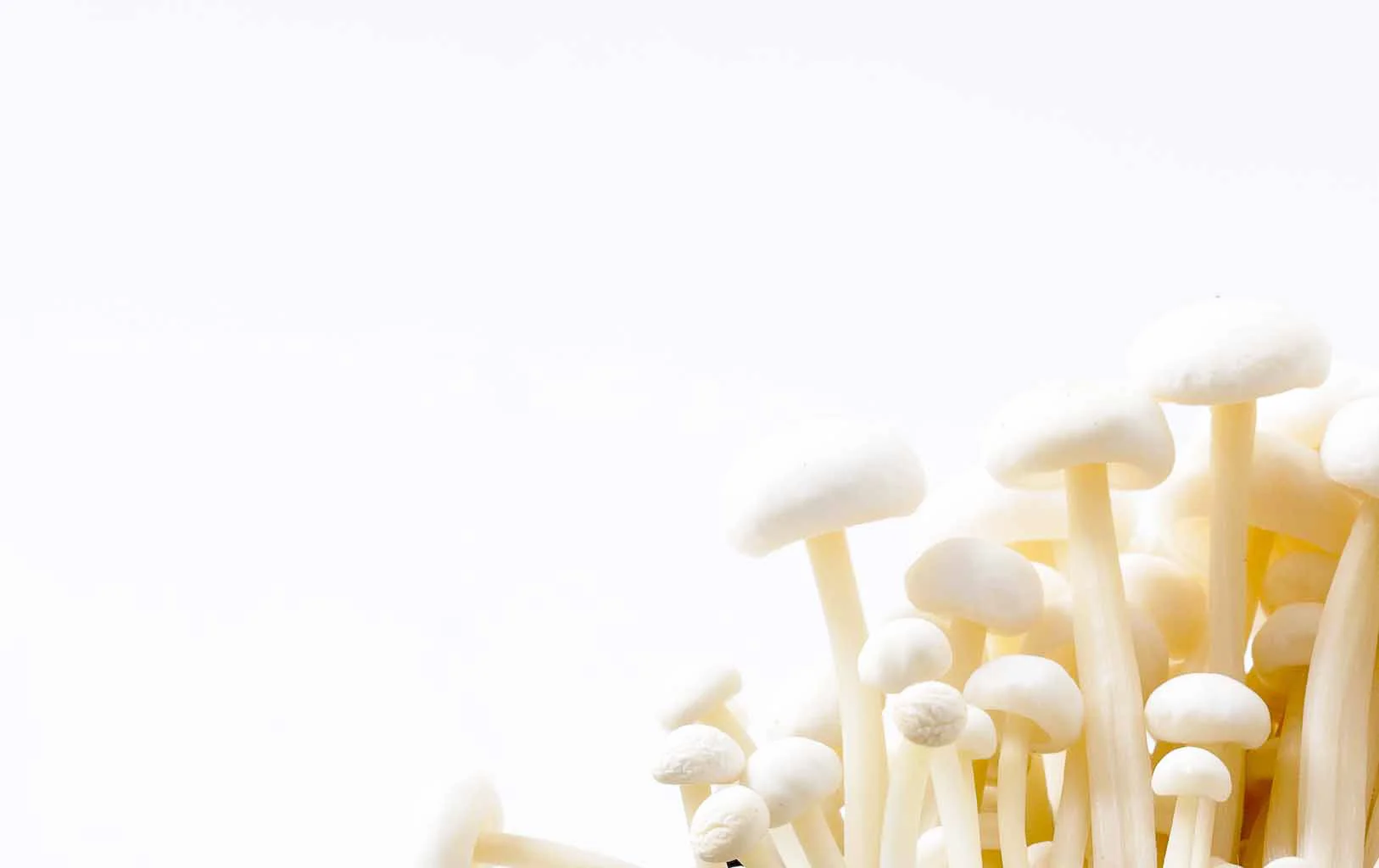 Enokitake MushroomsW.JPG