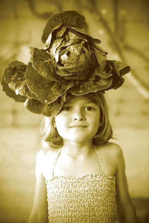 Letitia's Cos Lettuce