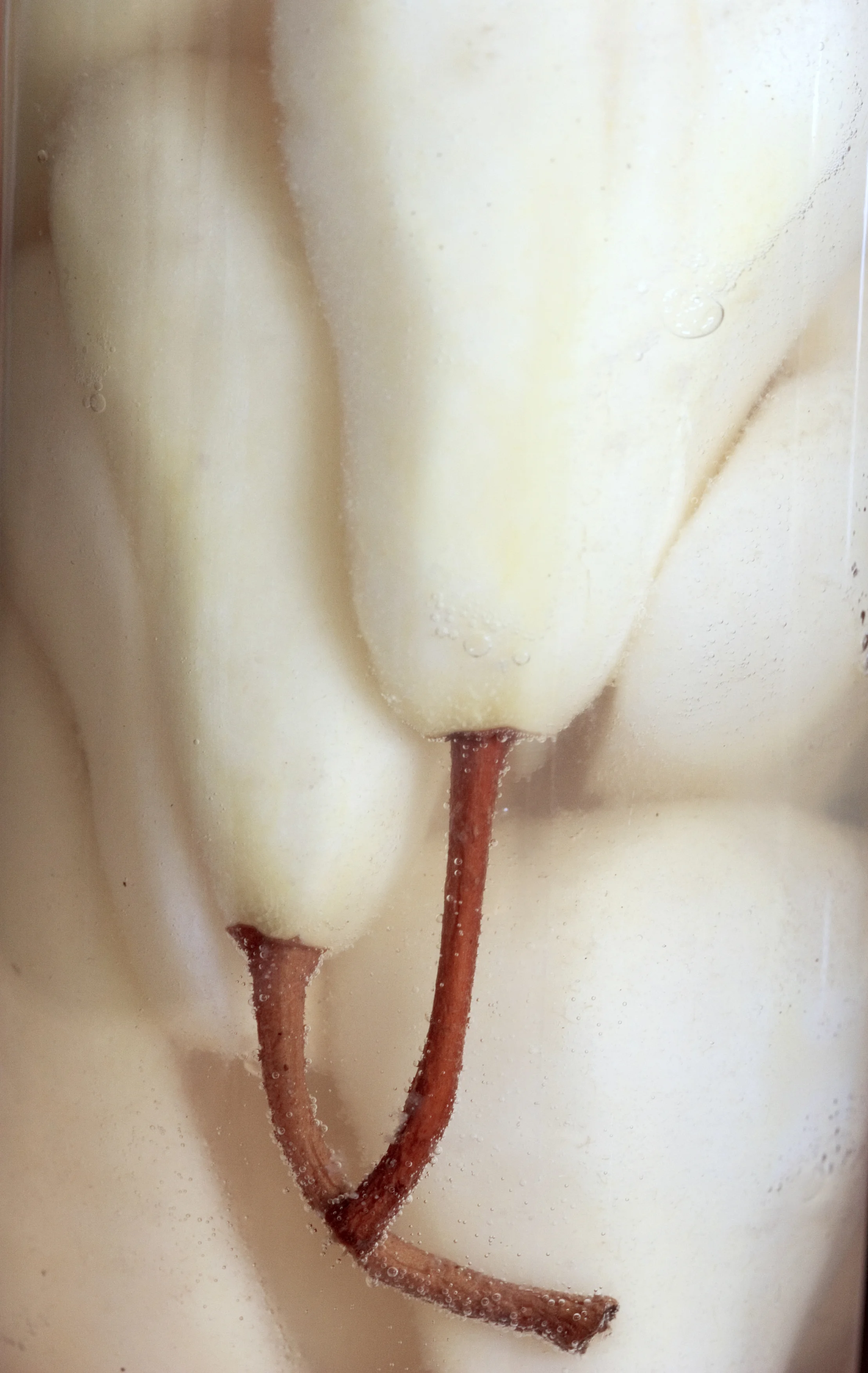 Naturally preserved Bosc Pears in Vacola Jar