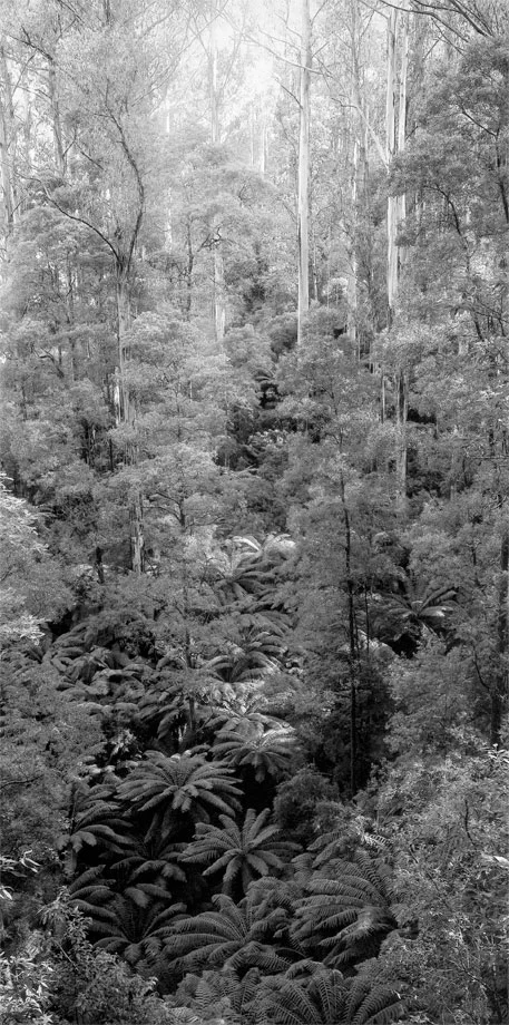 Glen-Nyoke-near-Brandy-Creek-B-W.jpg