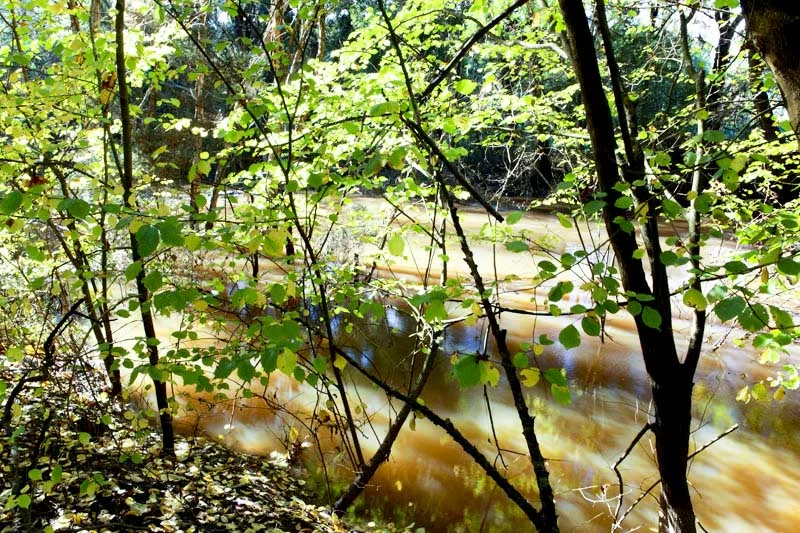 Tarwin River In Flood