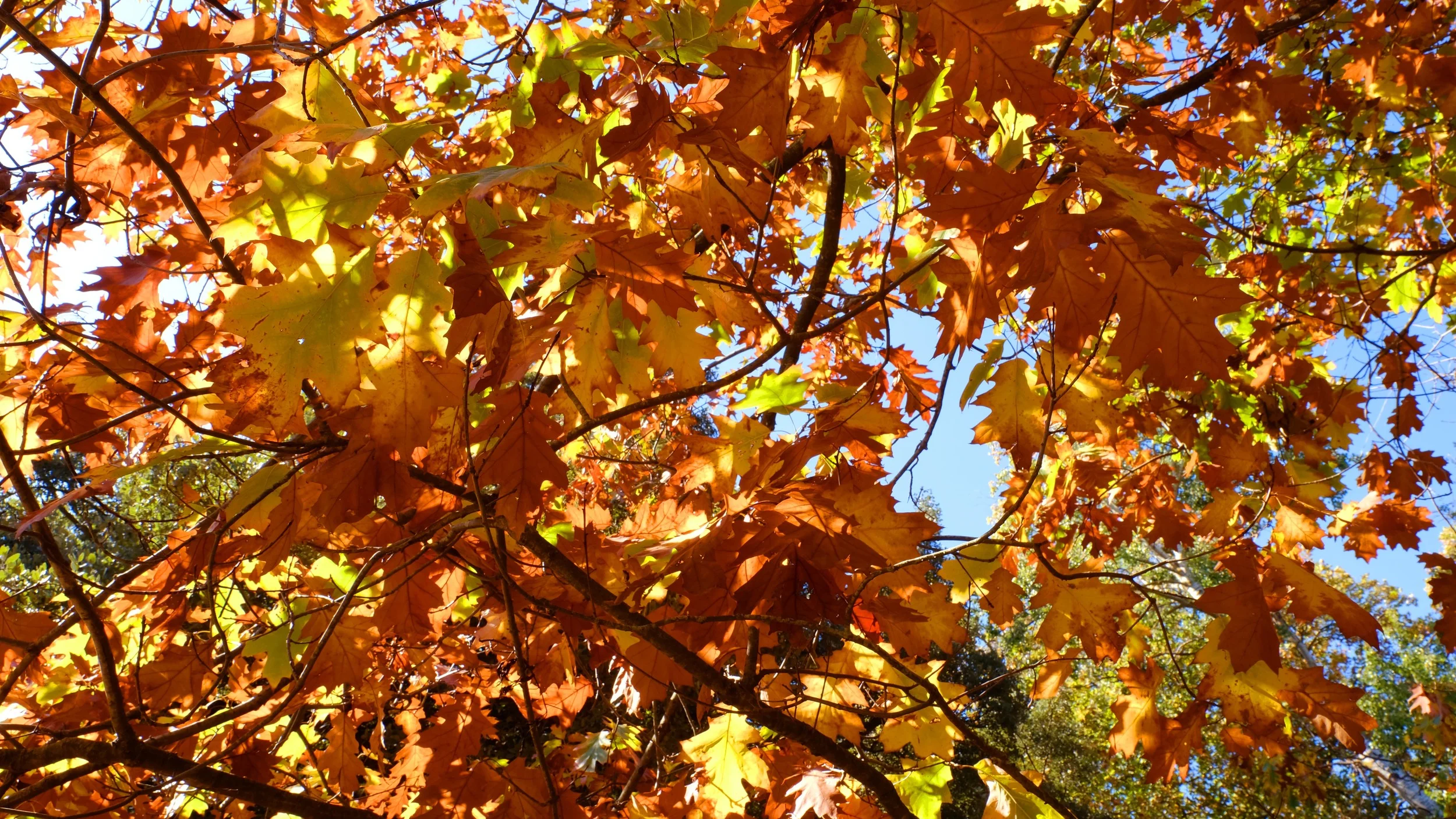 Autumn Leaves