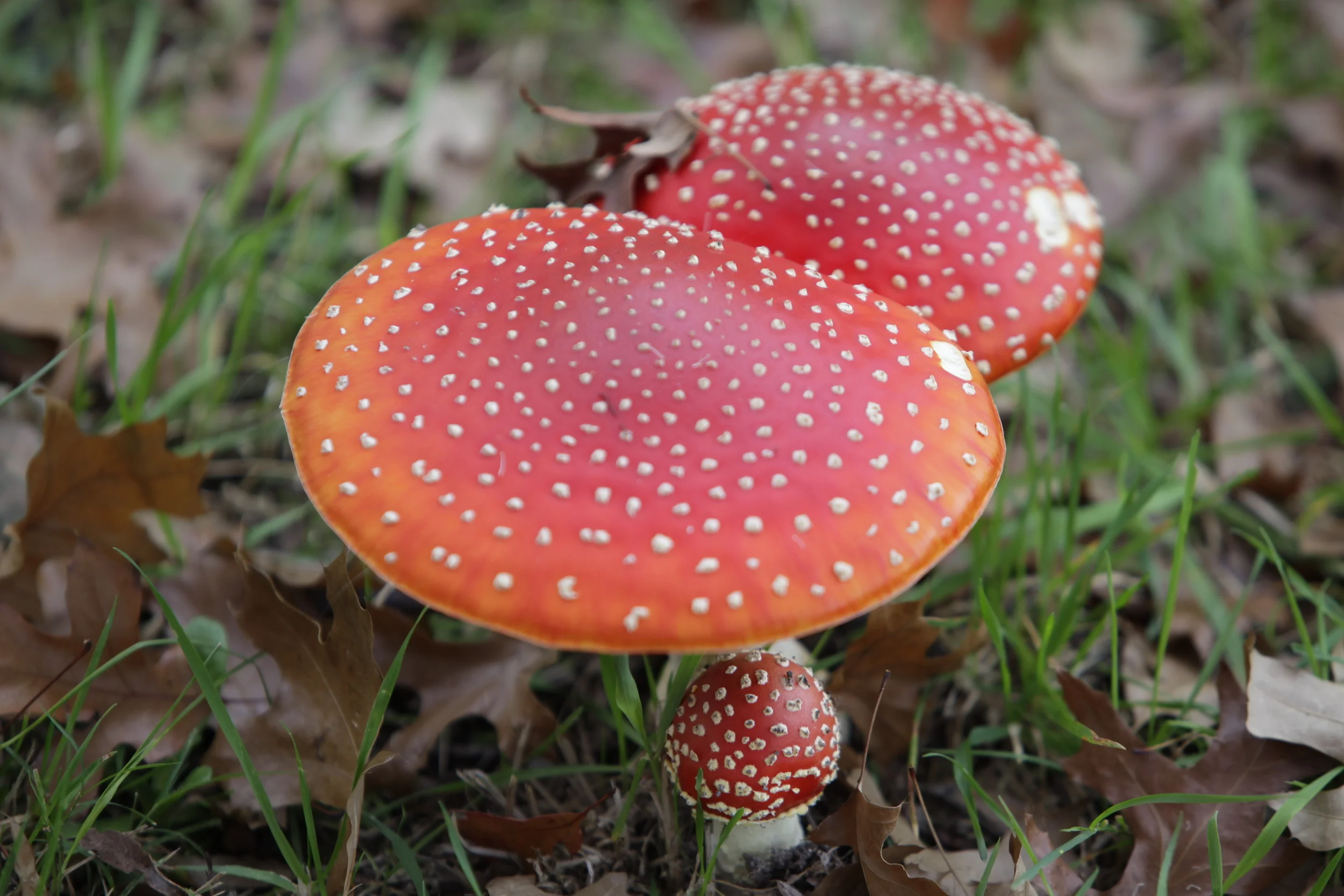 Toadstools
