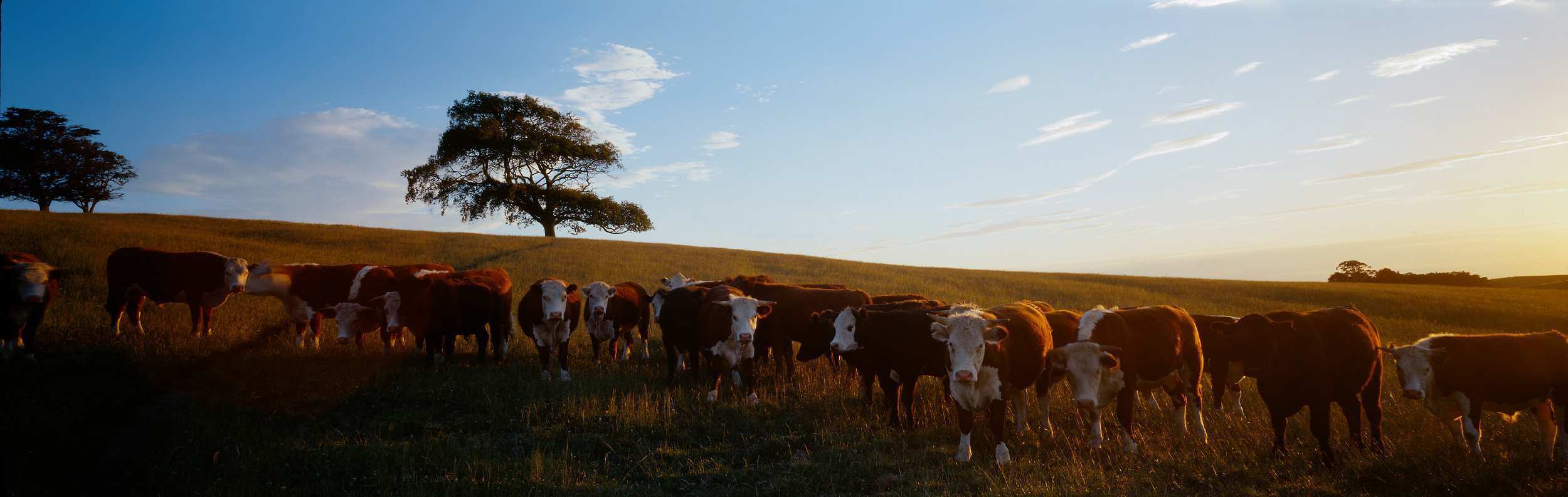 Hereford Cattle Pano