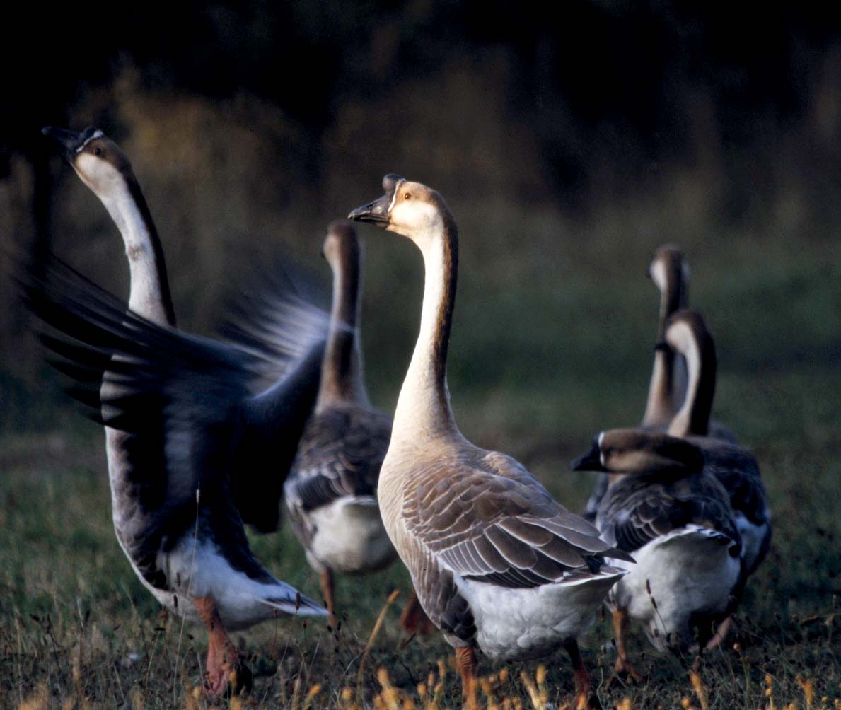 Chinese Geese
