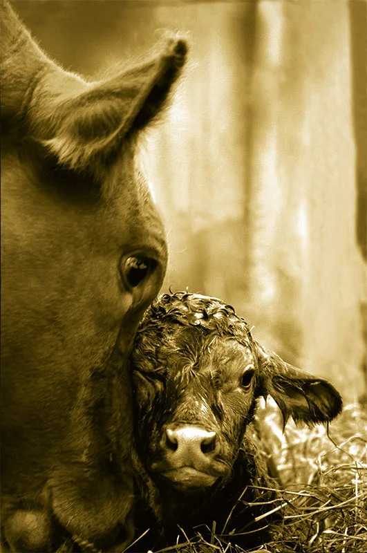 Cow and Calf