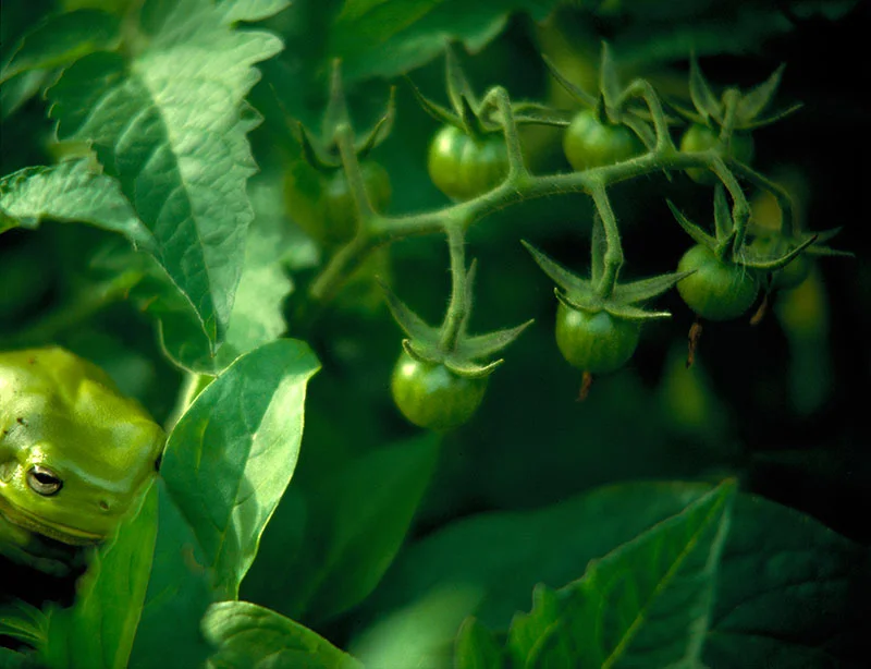 Green Frog in Tomato Bush