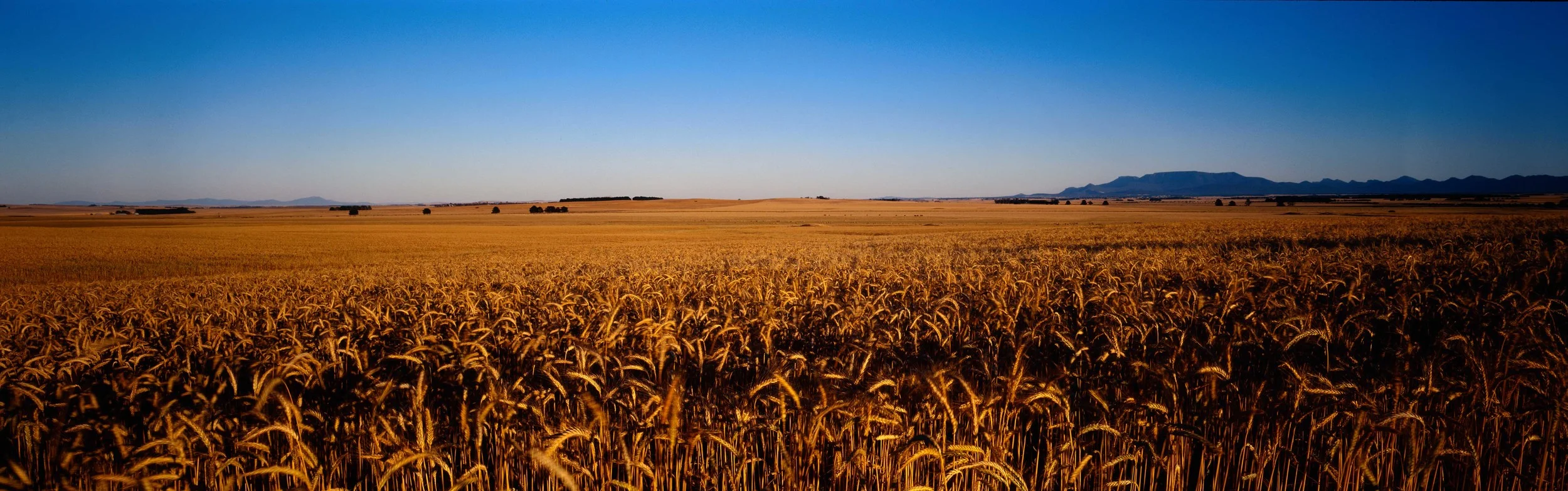 Wheat.jpg