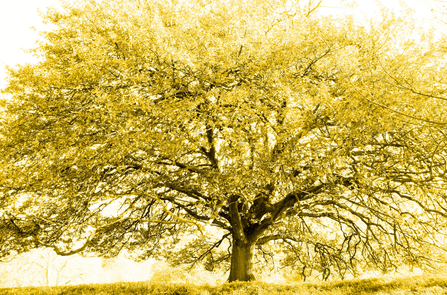 Deciduous Tree Autumn 1