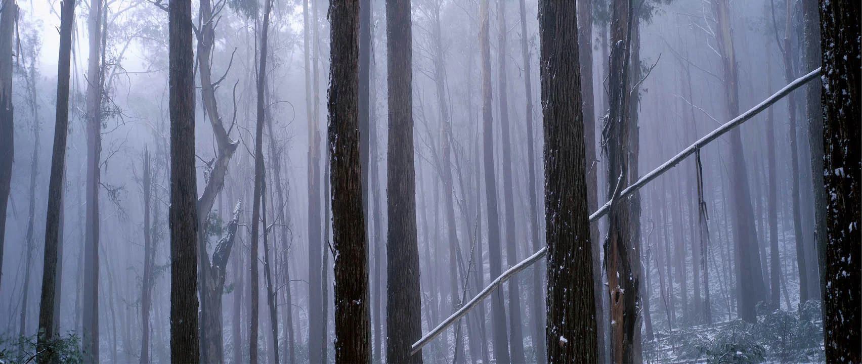 Limited Edition - First Snow