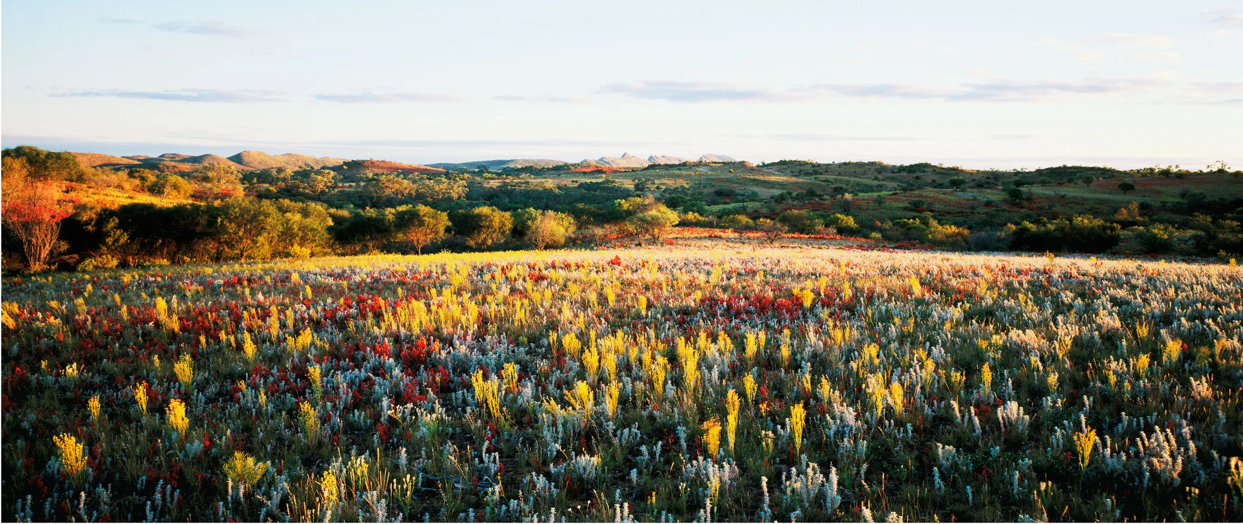 Limited Edition - Wildflowers SA