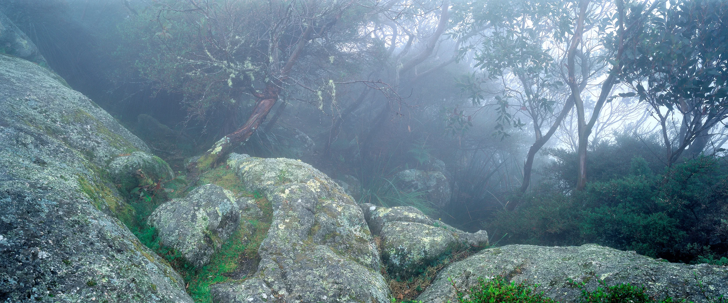 Yelow flower in fog. Mt Oberon Wilsons Promontory National Park.jpg