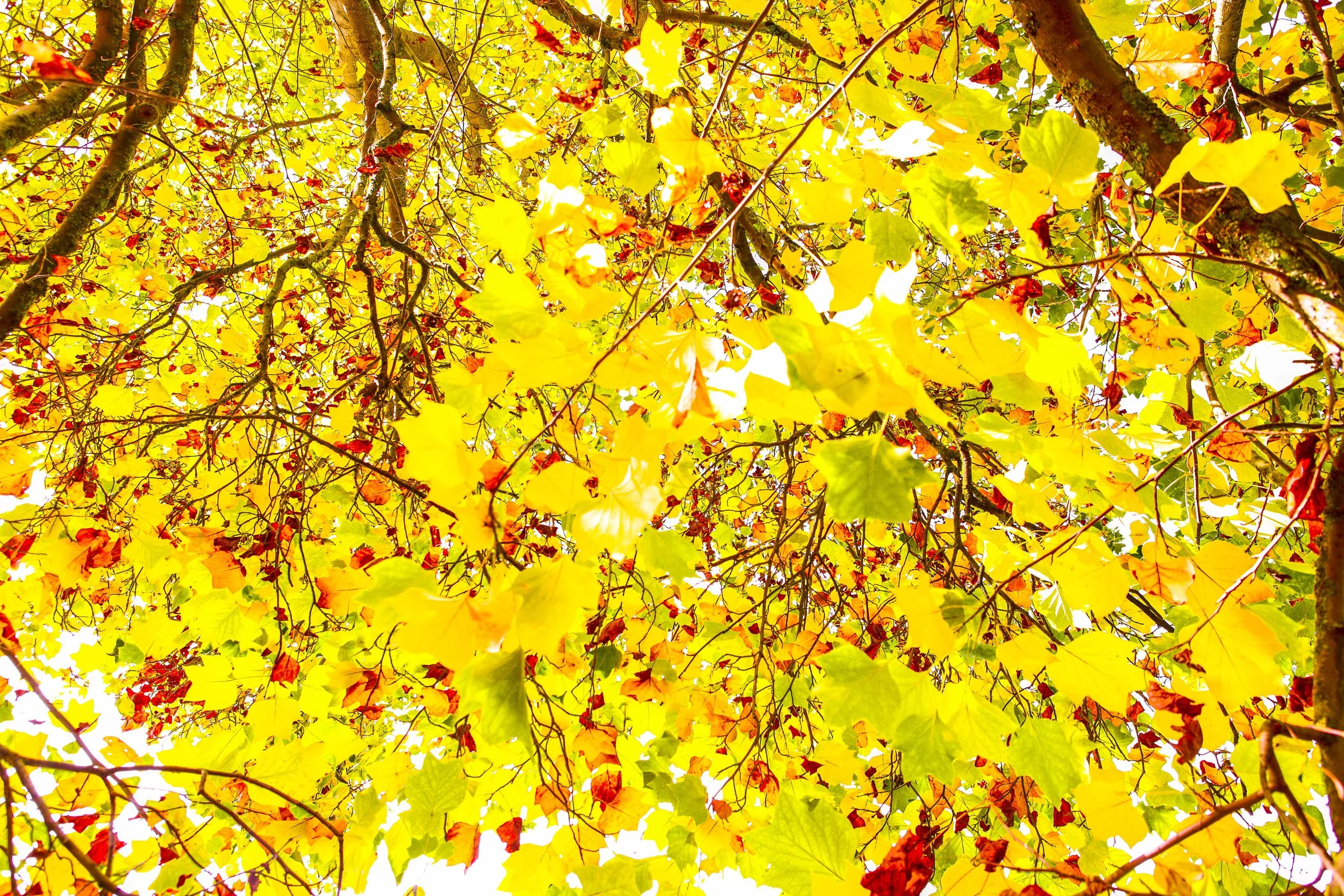 Deciduous Tree Autumn 1