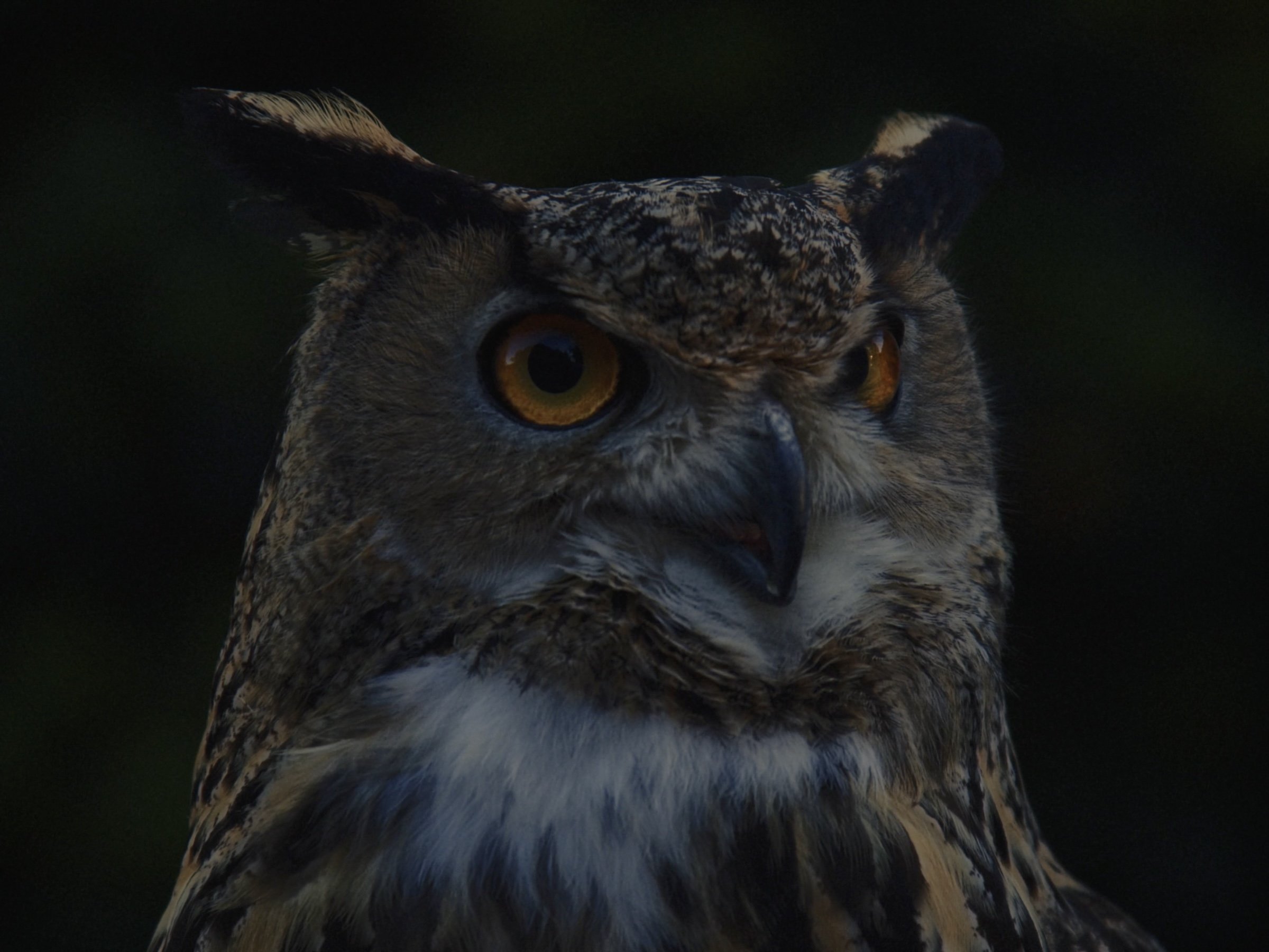 Owl Spotting 3.jpg