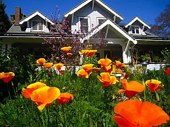 kingsley_poppies