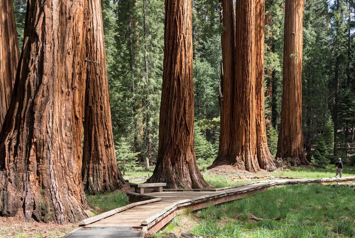 A row of sequoias stand tall along a wooden pathway. Photo Credit: NPS (National Parks Service)