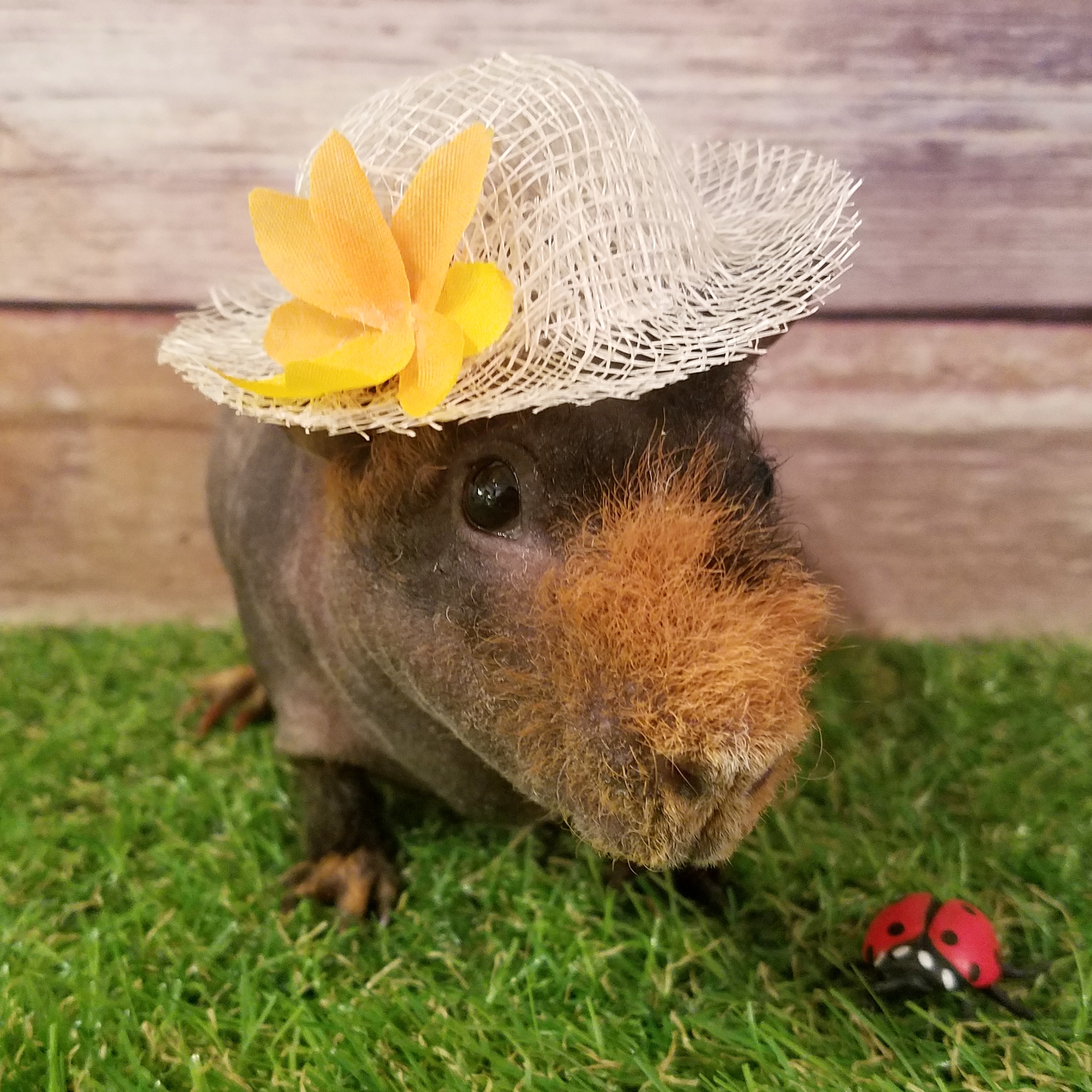 When Le went to a souvenir store she saw the cutest plastic ladybug and decided it would be Gizmo’s best friend, who is posed here with a straw hat.