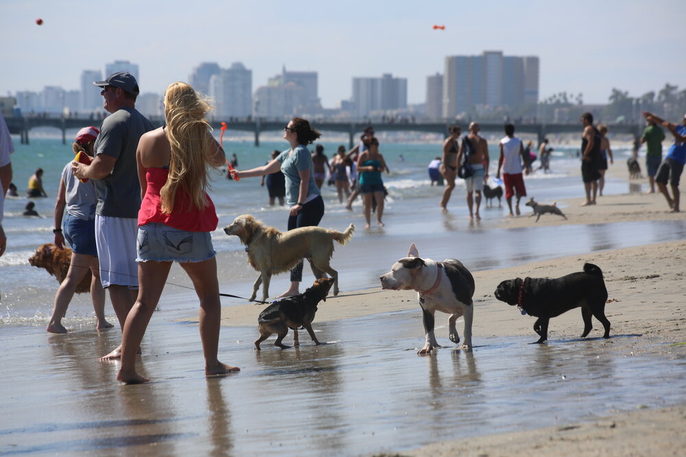 Rosie's Dog Beach of Long Beach