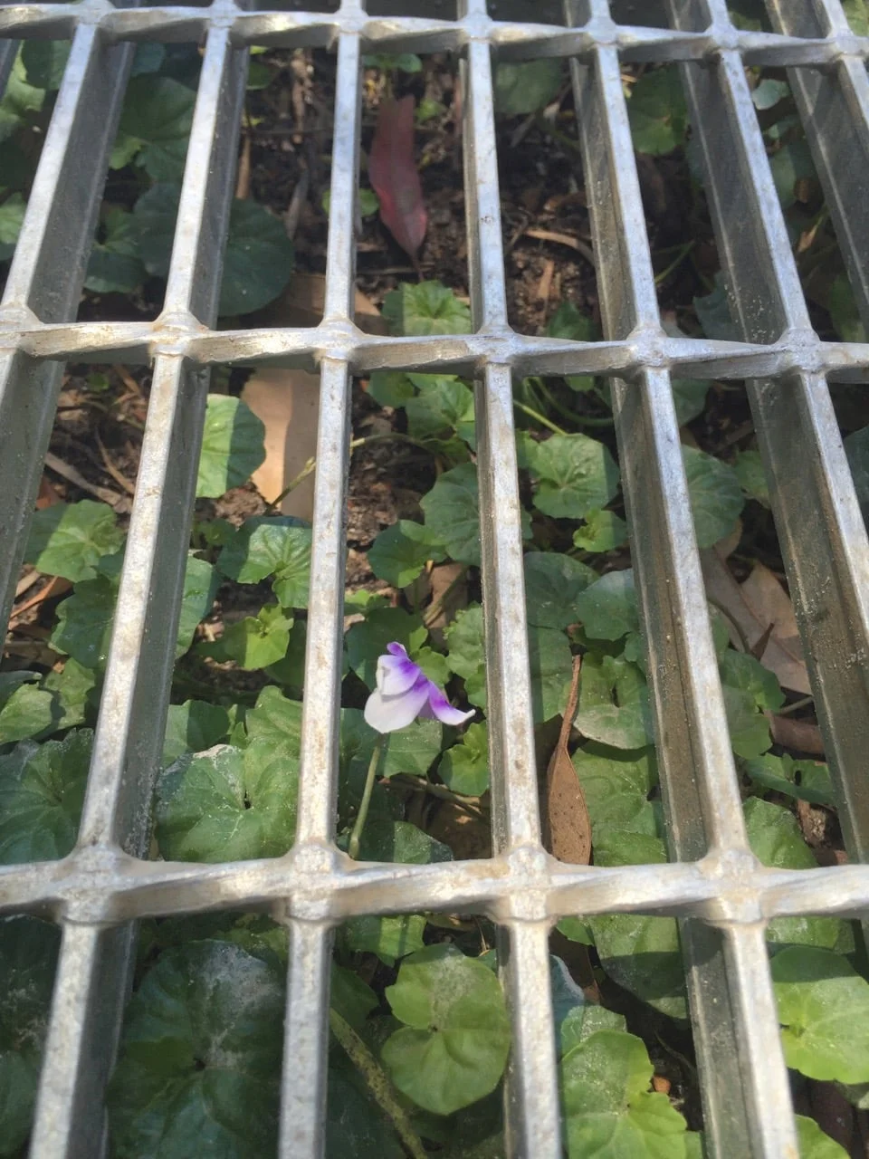 New growth in the Streetgarden plants