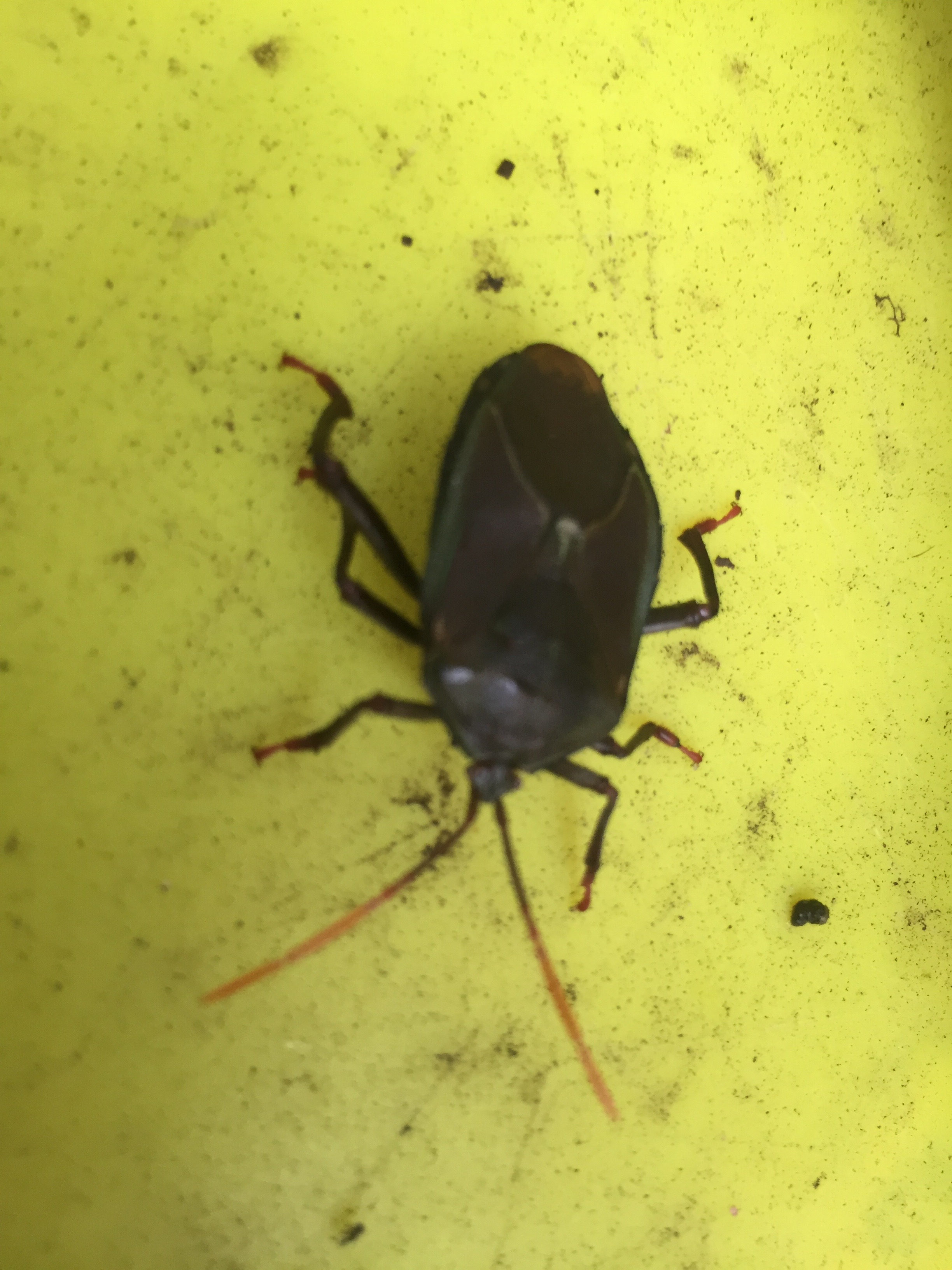 One of the stink bugs that was sucking sap from the citrus and killing it