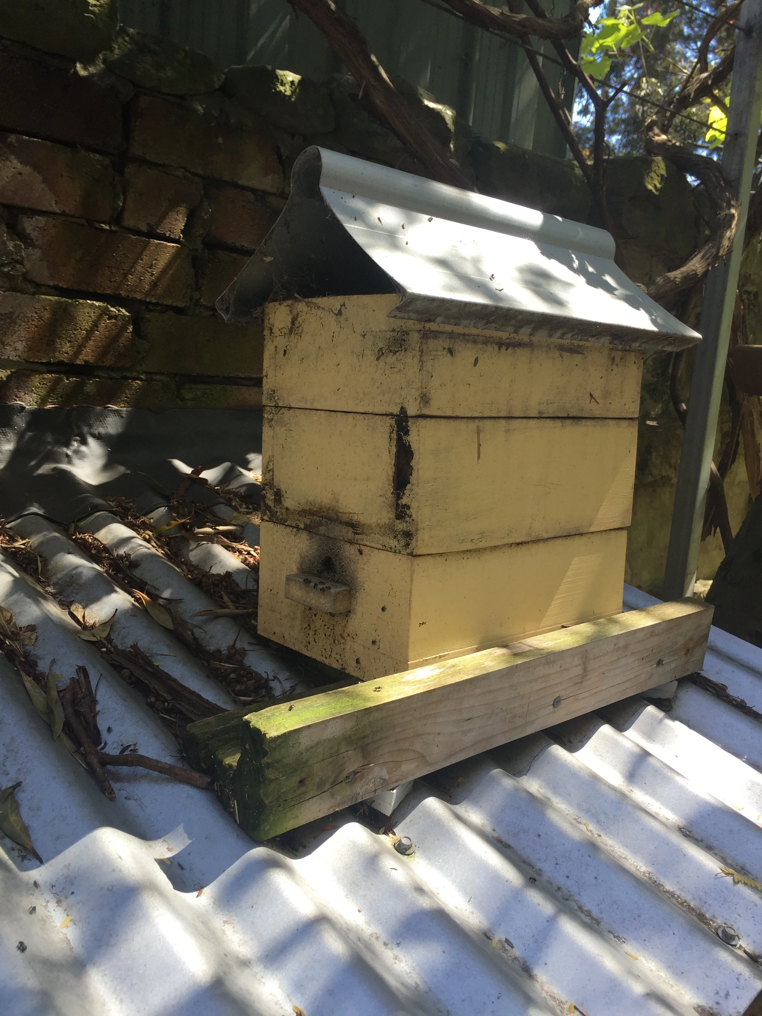 Watch Tim Heard split native  bee hive